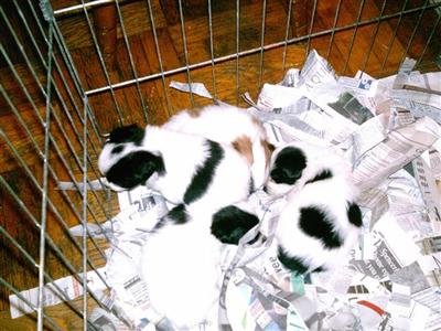 Puppies in NJ